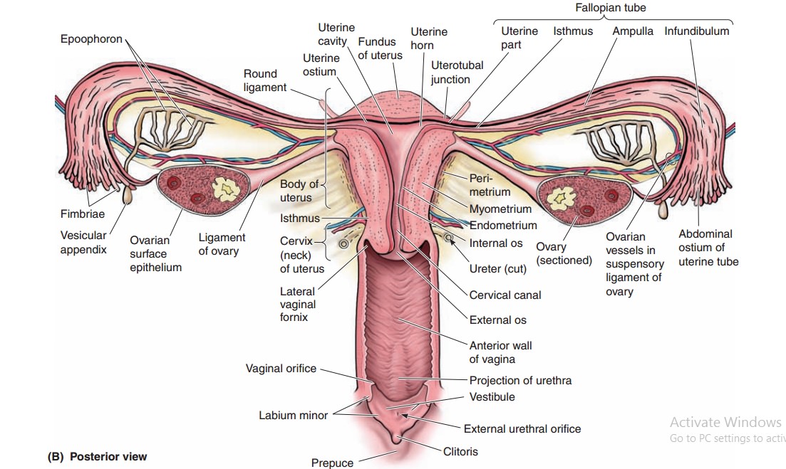 Cervical uterine orgasm