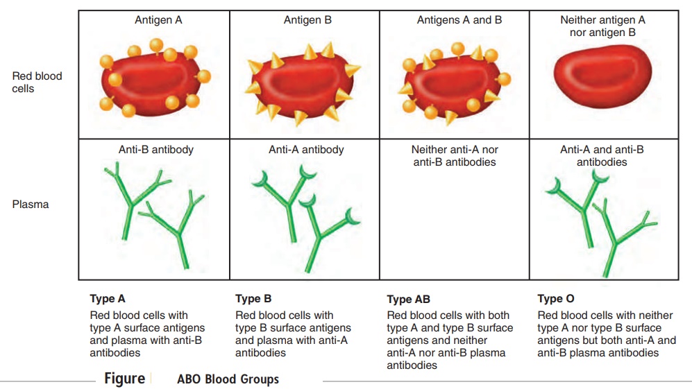 ABO Blood Group
