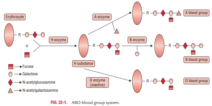 ABO Blood Group System and Antigens