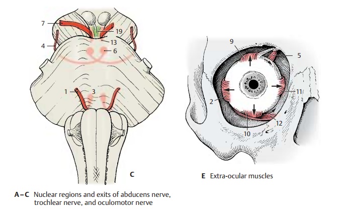 Abducens Nerve - Eye Muscle Nerves