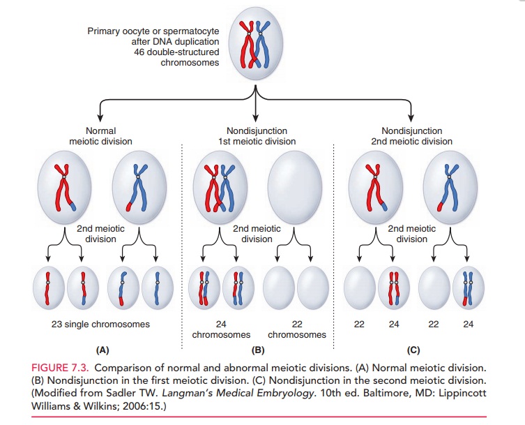 Abnormalities in Chromosome Number