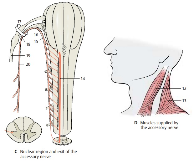 Accessory Nerve - Cranial Nerves (V, VII - XII)