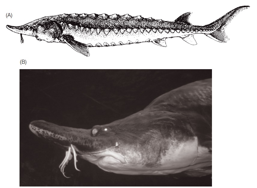 Acipenseridae - Class Actinopterygii, Subclass Chondrostei, Order Acipenseriformes: sturgeons and paddlefishes