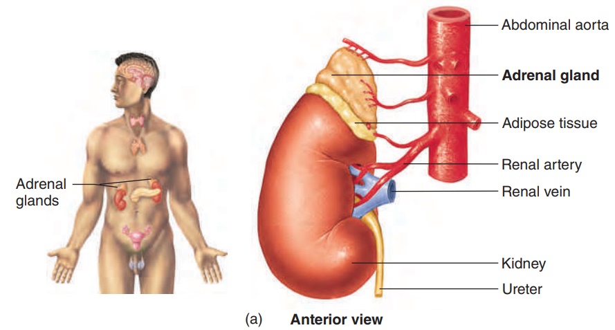 Adrenal Glands - Endocrine Glands and Their Hormones