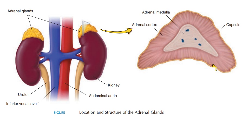 Adrenal Glands - The Endocrine Glands