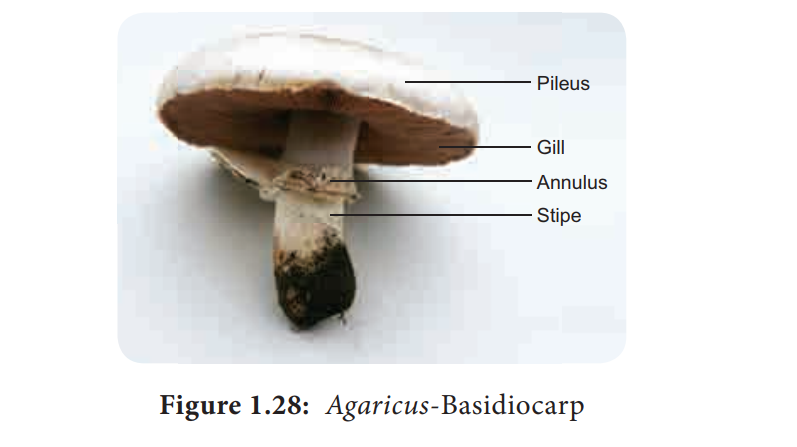 Agaricus - Fungi