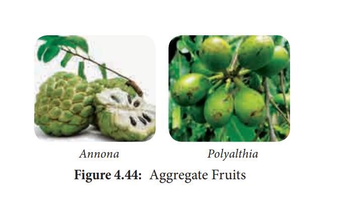 Aggregate Fruits