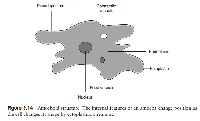 Amoebas (Sarcodina) - Protozoa