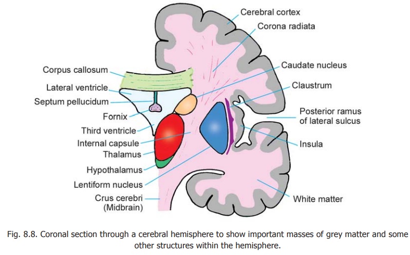 An Introduction to Some Structures within the Cerebral Hemispheres