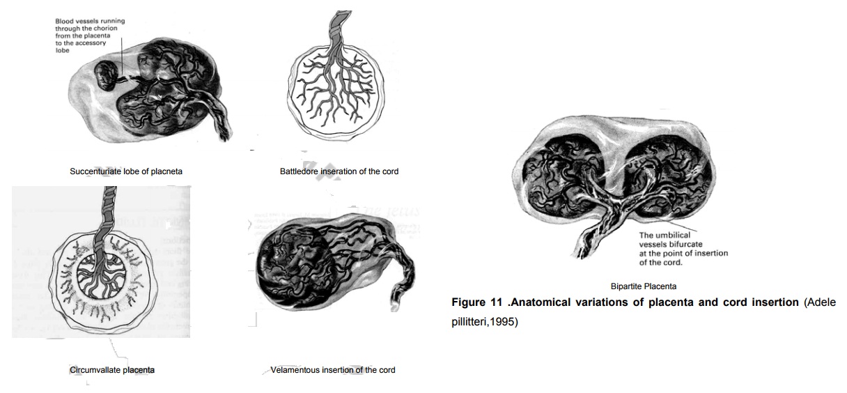 Anatomical Varations of the Placenta and the Cord