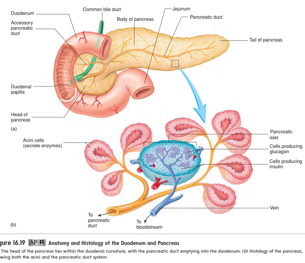 Anatomy and Functions of the Pancreas