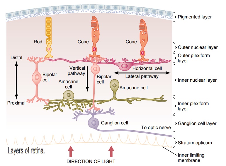 Anatomy and Function of the Structural Elements of the Retina