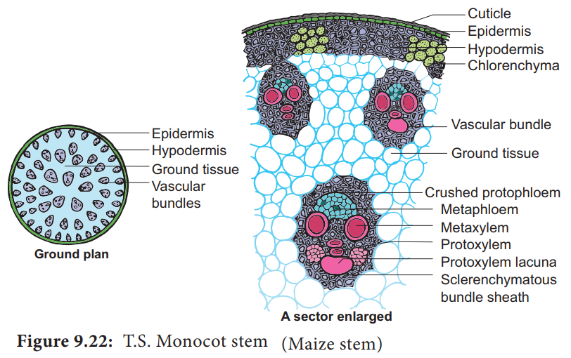 Anatomy and Primary Structure of Monocot Stem-maize Stem