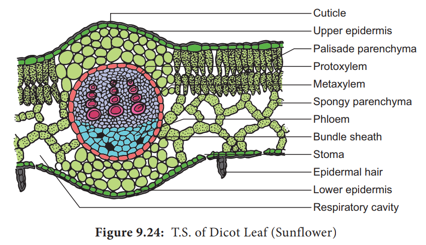 Anatomy and Primary Structure of a Dicot Leaf-sunflower Leaf