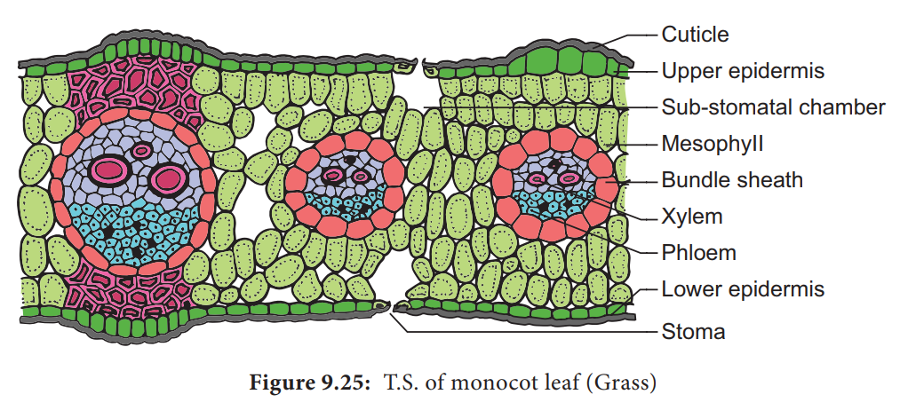 Anatomy and Primary Structure of a Monocot Leaf - Grass Leaf