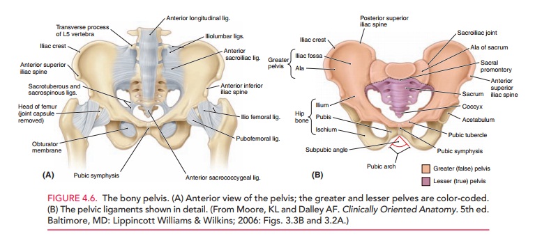 Anatomy of Bony Pelvis
