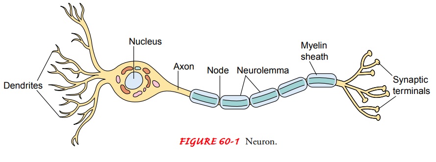 Anatomy of Cells of the Nervous System, Neurotransmitters