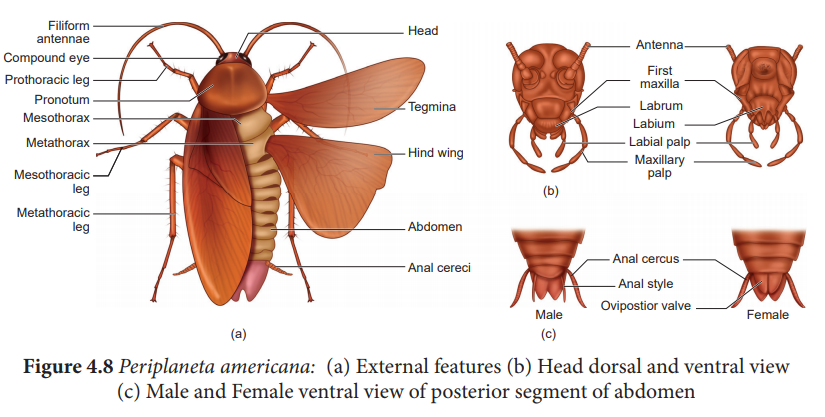 Anatomy of Cockroach (Periplaneta americana): Digestive, Respiratory, Circulatory, Nervous, Excretory, Reproductive system