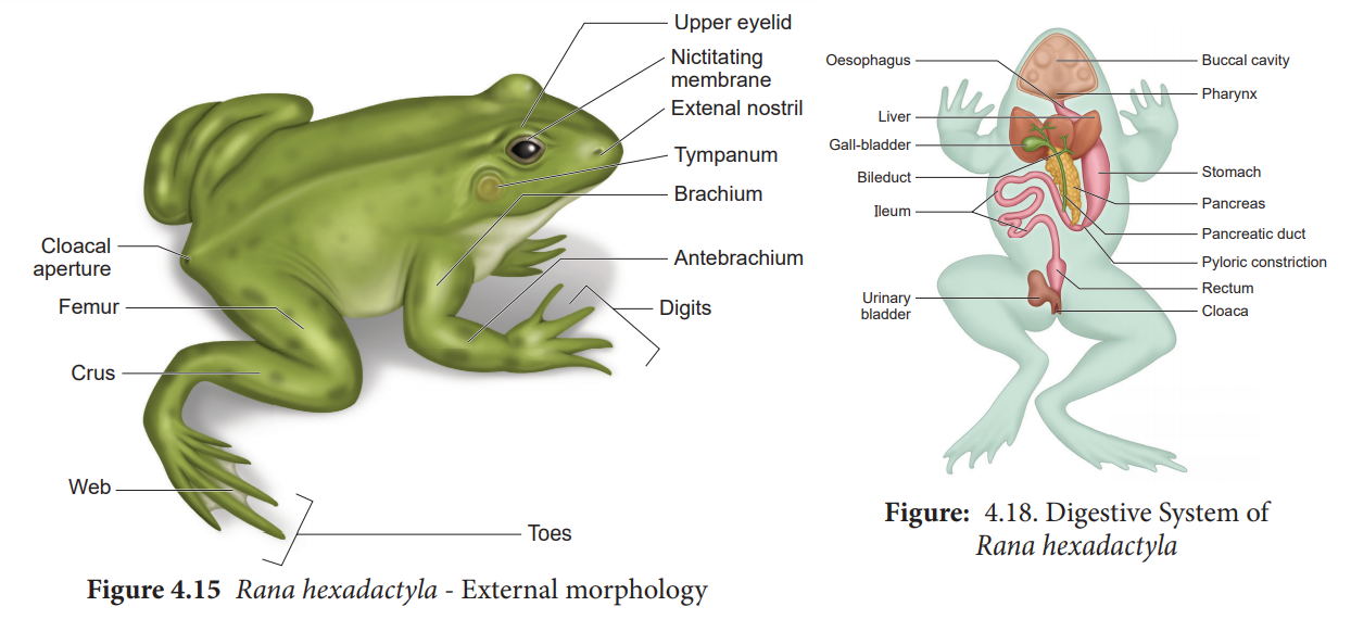 Anatomy of Frog : Digestive, Respiratory, Circulatory, Nervous, Excretory, Reproductive system