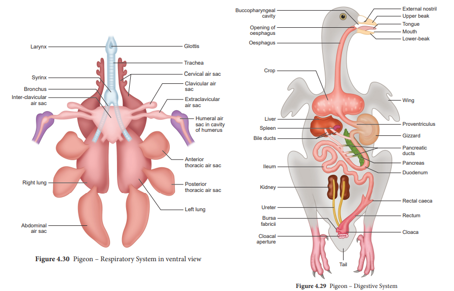 Anatomy of Pigeon: Endoskeleton, Digestive, Respiratory, Circulatory, Arterial, Nervous, Venous system