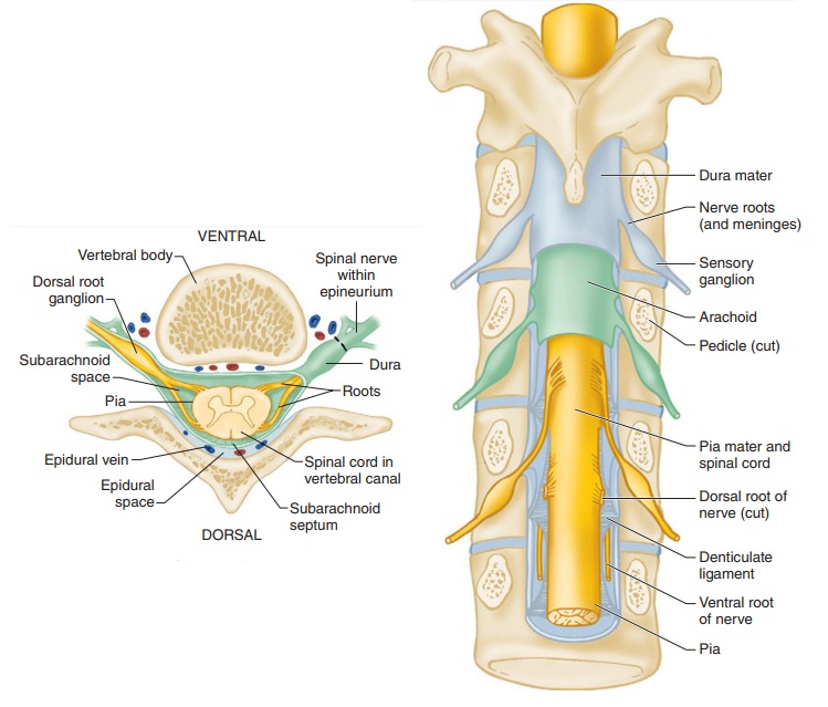 Anatomy of The Spinal Cord