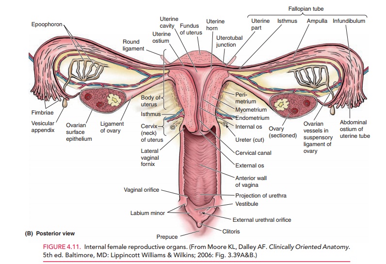 Anatomy of Uterus and Pelvic Support