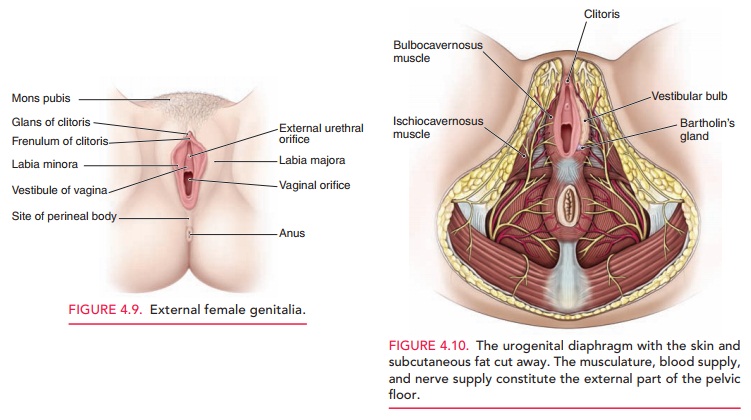 Anatomy of Vulva and Perineum