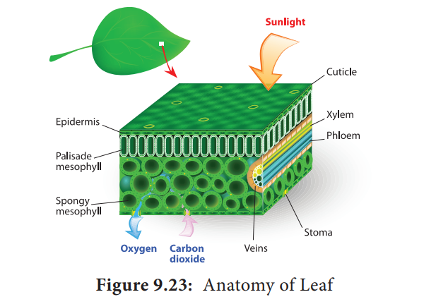 Anatomy of a Dicot and Monocot Leaves
