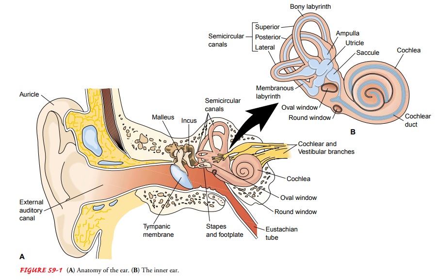 Anatomy of the External Ear