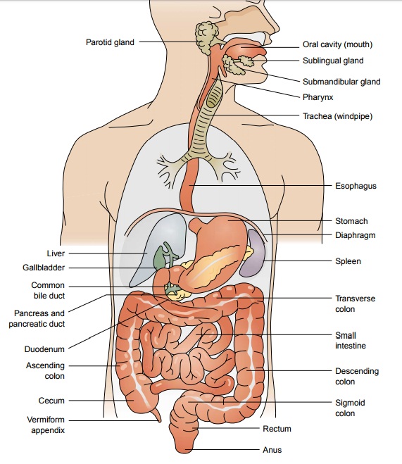 Anatomy of the Gastrointestinal Tract