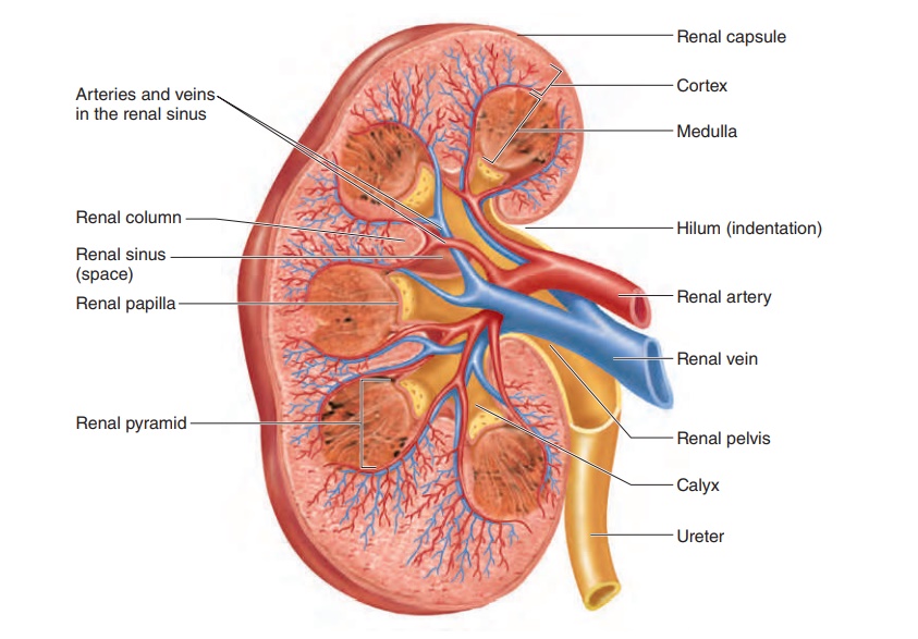 Anatomy of the Kidneys
