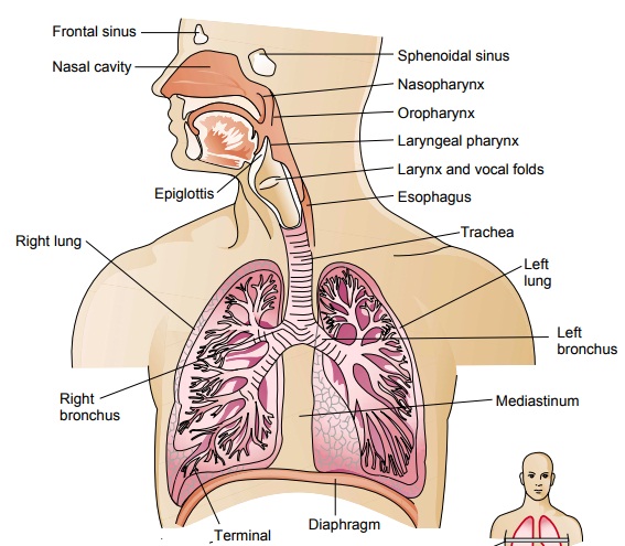 Anatomy of the Lower Respiratory Tract: Lungs