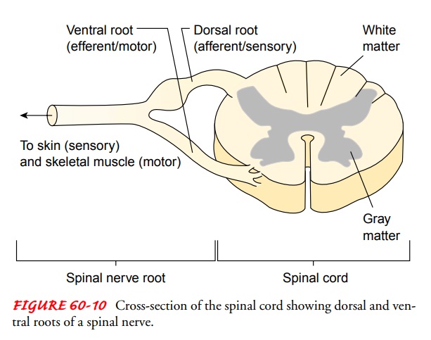 Anatomy of the Peripheral Nervous System