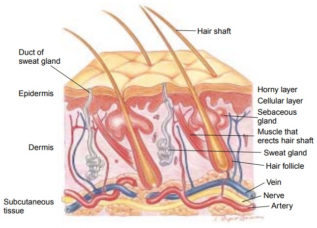 Anatomy of the Skin, Hair, Nails, and Glands of the Skin