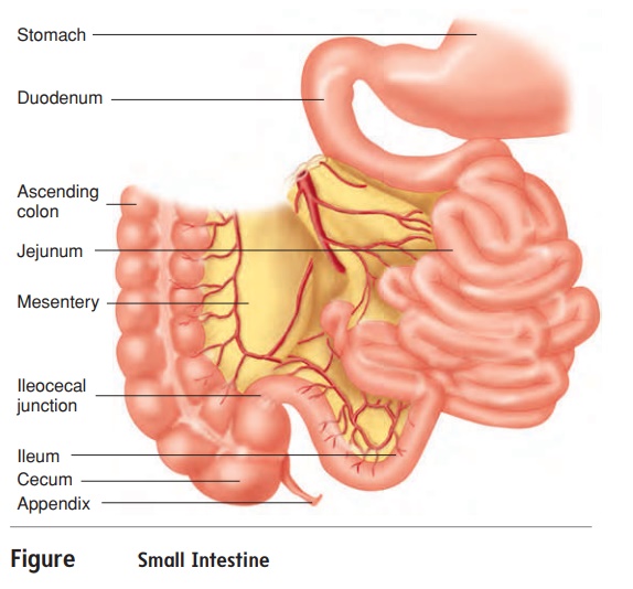 Anatomy of the Small intestine