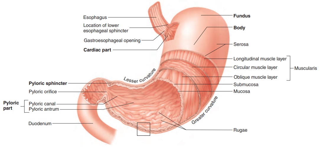 Anatomy of the Stomach