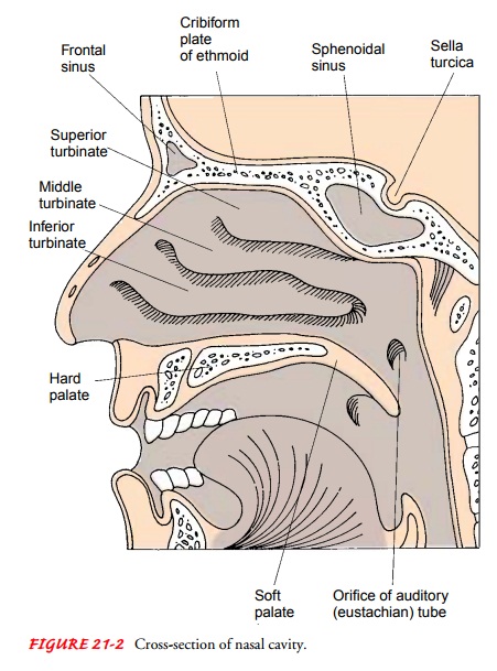 Anatomy of the Upper Respiratory Tract