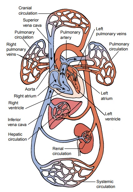 Anatomy of the Vascular System