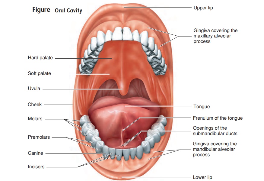 Anatomy Of The Oral Cavity Anatomy Of The Oral Cavity