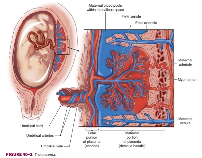 Anesthesia for Uteroplacental Circulation