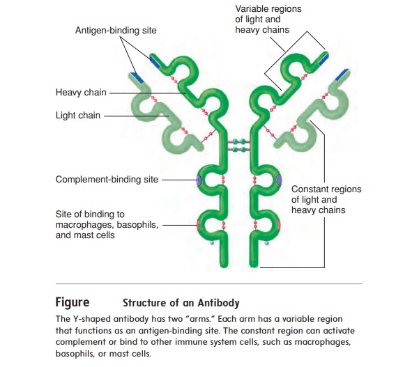 Antibody-mediated immunity