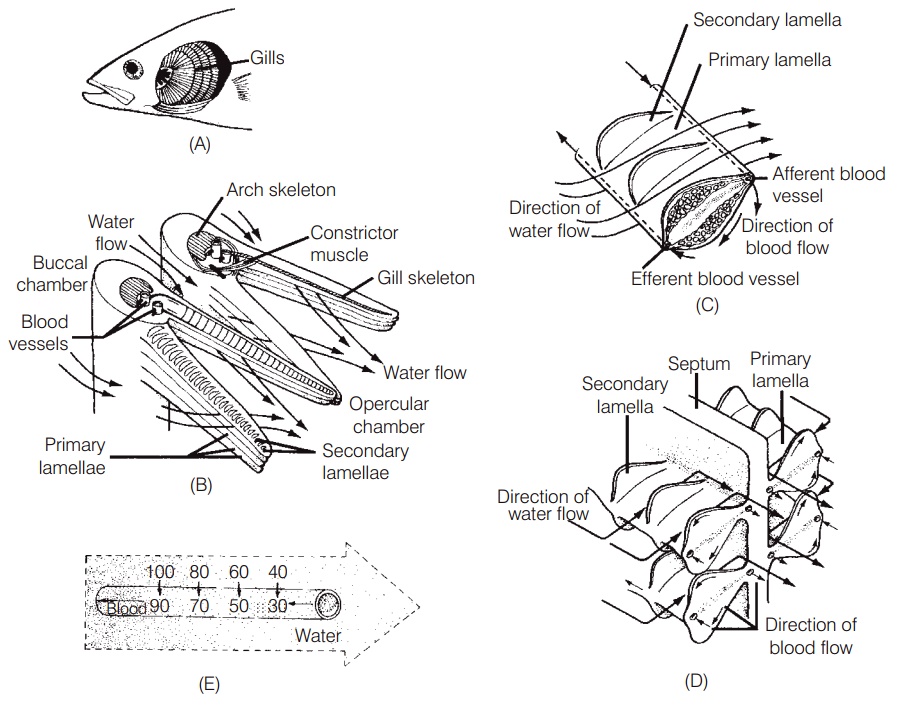 Aquatic breathing - Respiration and ventilation of Fishes