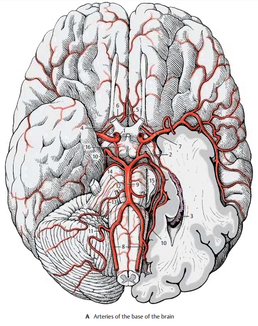 Arteries - Cerebrovascular Systems