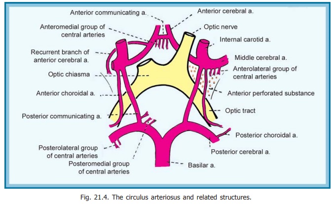 Arteries Supplying the Brain - Blood Supply of Central Nervous System