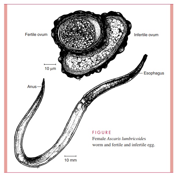 Ascaris lumbricoides : Parasitology