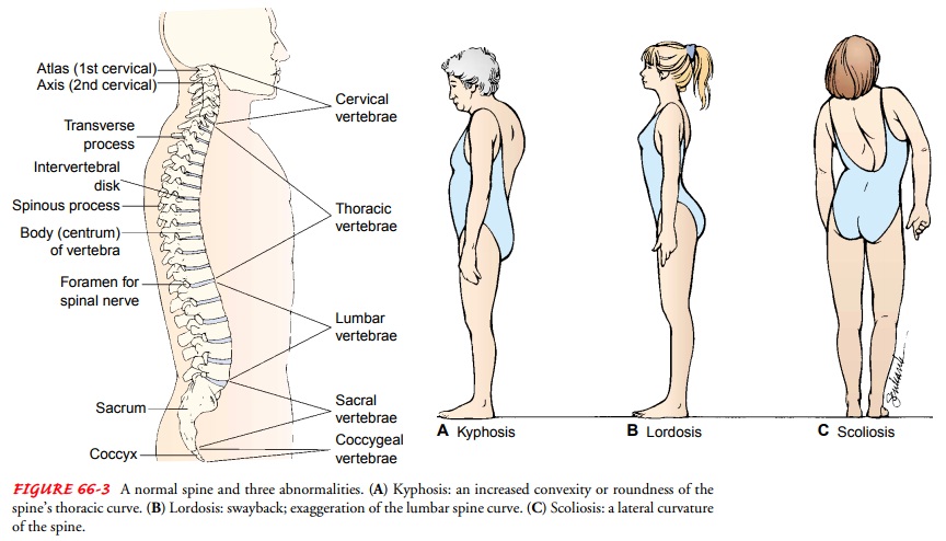 Assessment of Musculoskeletal Function: Physical Assessment