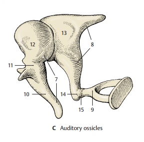 Auditory Ossicles - Structure of Middle Ear
