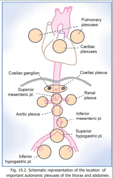 Autonomic Plexuses - Autonomic Nervous System