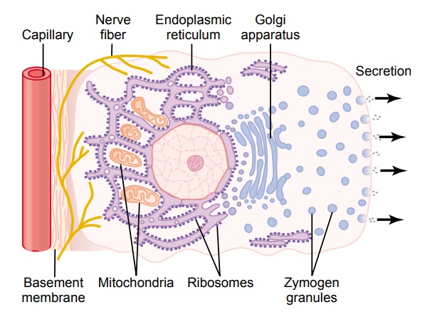 Basic Mechanism of Secretion by Glandular Cells