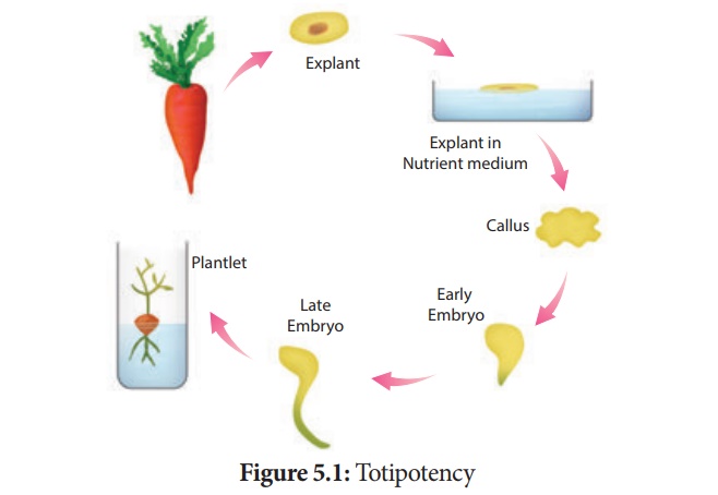 Basic concepts of Tissue Culture